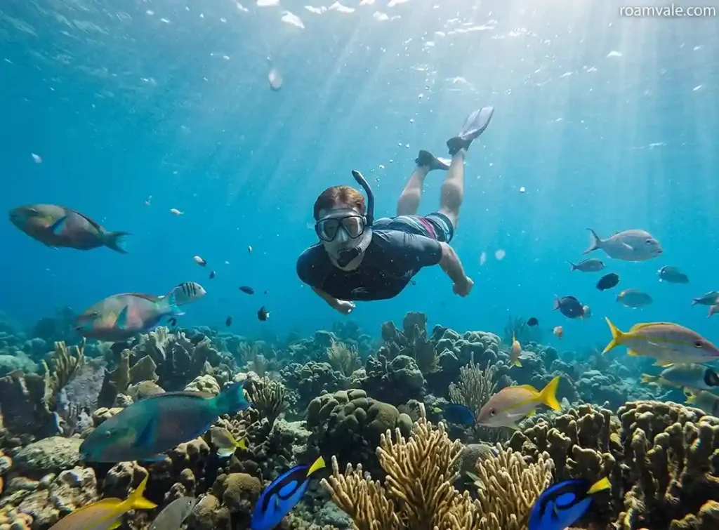 Snorkel a reef